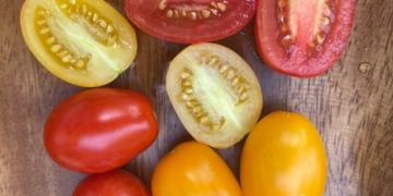 Vi har testet forskellige tomatsorter. Hvilke smager bedst?