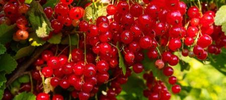 Omplantning af ribes: En universel metode