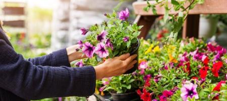 Vil du have smukke sommerblomster? Forberedelsen af kimplanterne er i fuld gang