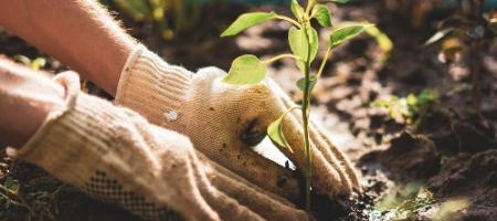 Hvordan ser en haveplan for plantning af grøntsager og frugt ud?