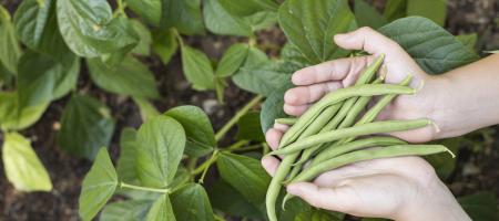 Bønner: Plantning og dyrkning af den populære grøntsag