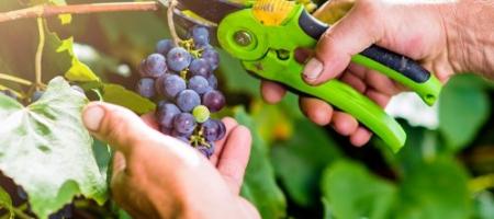 Beskæring af vinstokke: alt, hvad du bør vide om det