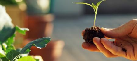 Hvornår skal man plante udplantningsplanter? Alt om udplantningsplanter