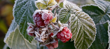 Frostzoner i Slovakiet: Hvor skal man dyrke hvad?