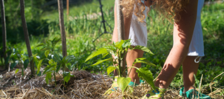 Hvorfor bør man ikke undervurdere mulchning?