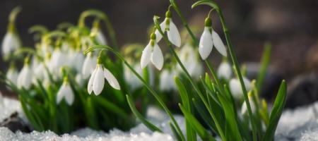 Hvilke opgaver venter os i haven i februar?