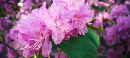 Rhododendron: dyrkning, overvintring og sygdomme – en komplet guide