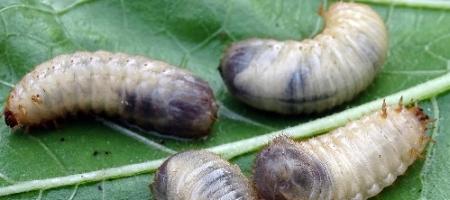 Larver i jorden: Hvordan skelner man mellem en majbille- og en guldbille-larve?