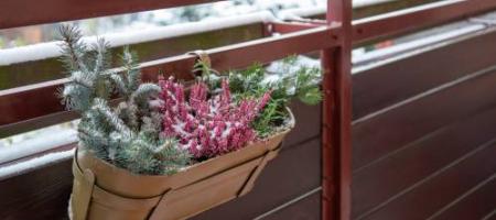 Smukke også om vinteren! Skaf dig disse frostbestandige planter til altanen