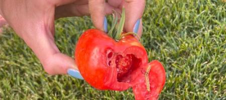 Hullerne i tomatfrugterne skyldes tomatlusen
