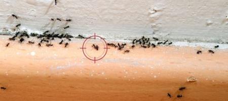 Myrer i lejligheden og i huset: Hvordan kan man fjerne dem effektivt?