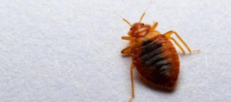 Væggelus: et mareridt, der varer i flere måneder. Hvordan slipper man af med dem?