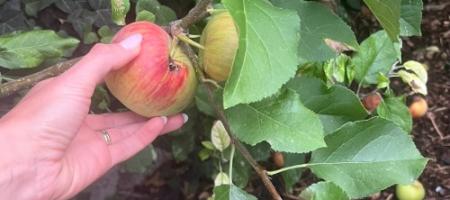 Ormeangreb på æbler: årsager, forebyggelse og effektiv beskyttelse af æbletræer