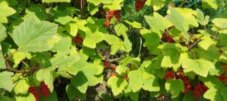 En komplet guide til dyrkning af ribes: plantning, beskæring, skadedyr