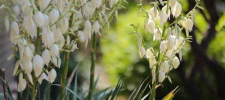 Yucca i hjemmet og i haven: dyrkning og pleje trin for trin