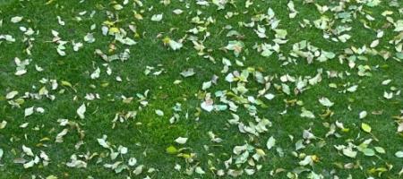 Hvordan man effektivt kan udnytte blade fra træerne i haven