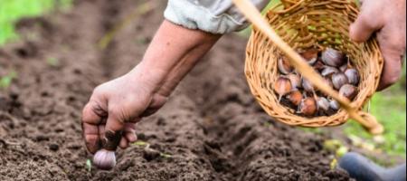 Plantning af hvidløg om foråret og om efteråret: hvornår og hvordan man gør