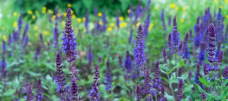 Dyrkning af salvie: En medicinsk urt i en blomsterpotte
