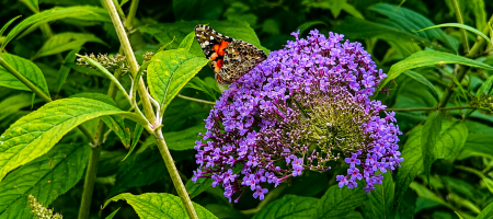 Hvorfor blomstrer budlejaen ikke? Dyrkning, beskæring og tips til rigelig blomstring