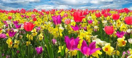 Tænk allerede om efteråret på forårets løgplanter. De skal plantes, inden frosten sætter ind
